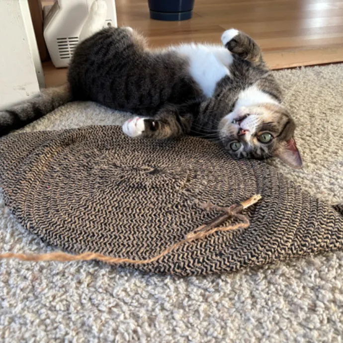 The Cat's Meow - Experienced Cat Caretaker