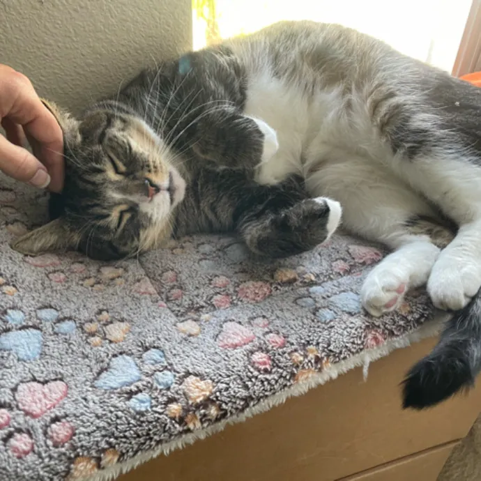 The Cat's Meow - Experienced Cat Caretaker