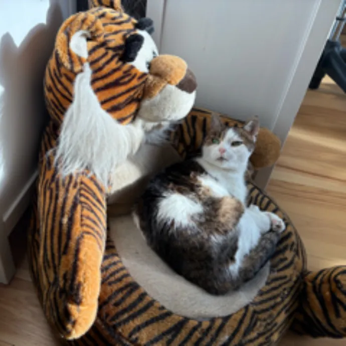 The Cat's Meow - Experienced Cat Caretaker