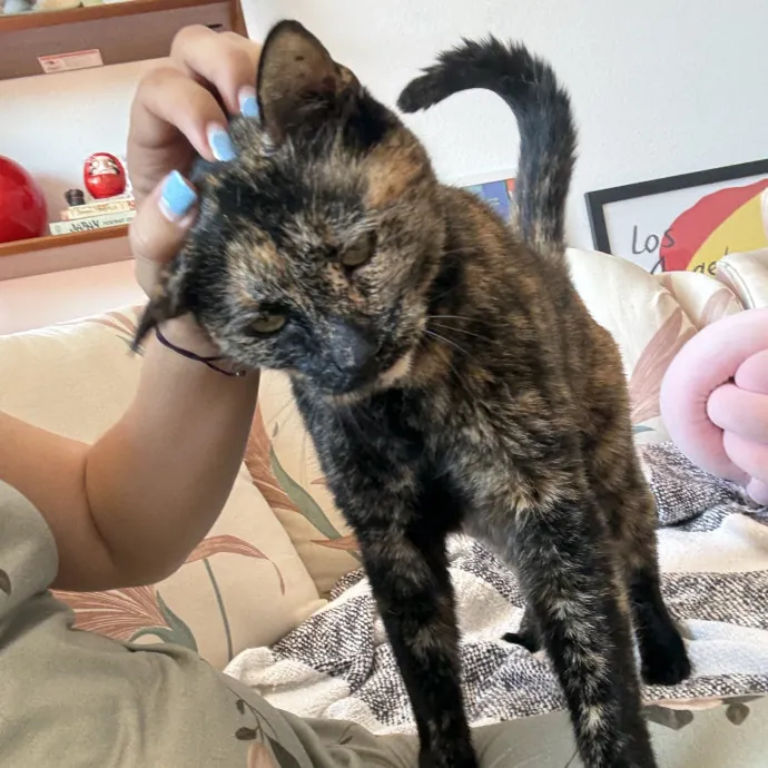 The Cat's Meow - Experienced Cat Caretaker