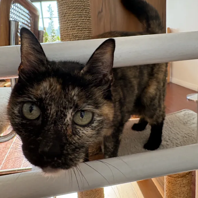 The Cat's Meow - Experienced Cat Caretaker