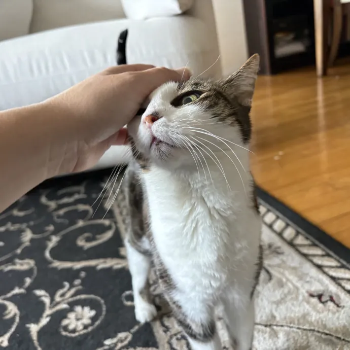 The Cat's Meow - Experienced Cat Caretaker