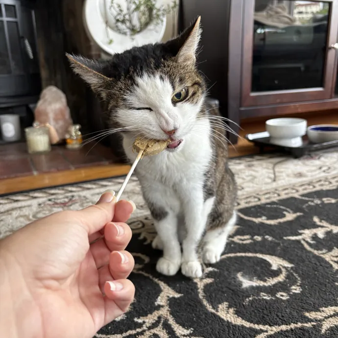 The Cat's Meow - Experienced Cat Caretaker