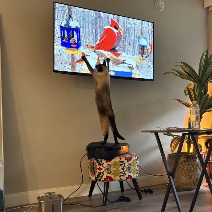 The Cat's Meow - Experienced Cat Caretaker