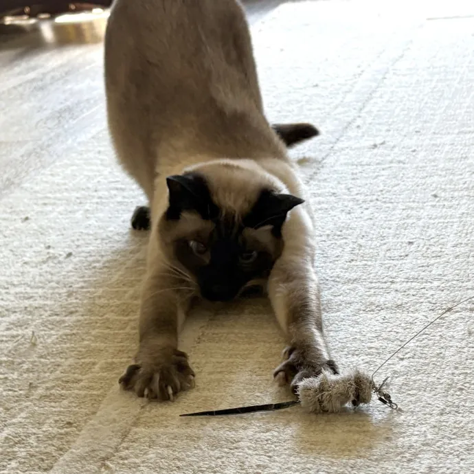 The Cat's Meow - Experienced Cat Caretaker