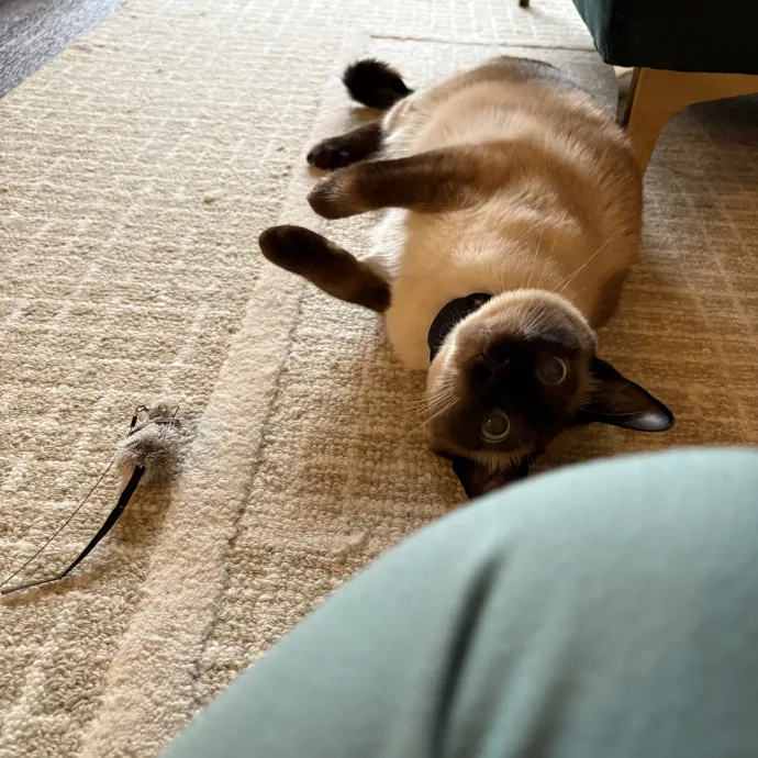 The Cat's Meow - Experienced Cat Caretaker