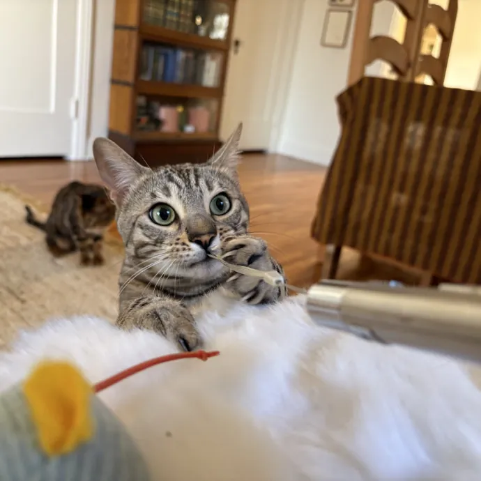 The Cat's Meow - Experienced Cat Caretaker