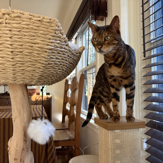 The Cat's Meow - Experienced Cat Caretaker