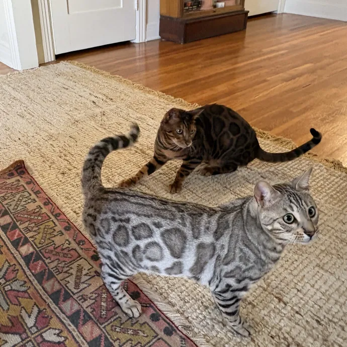 The Cat's Meow - Experienced Cat Caretaker