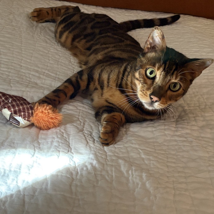 The Cat's Meow - Experienced Cat Caretaker