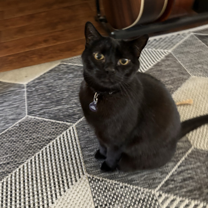 The Cat's Meow - Experienced Cat Caretaker