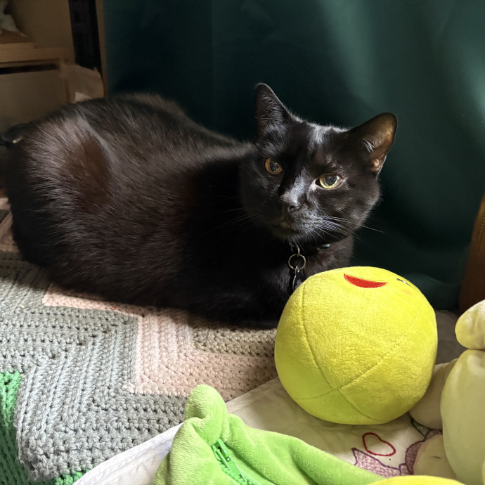 The Cat's Meow - Experienced Cat Caretaker