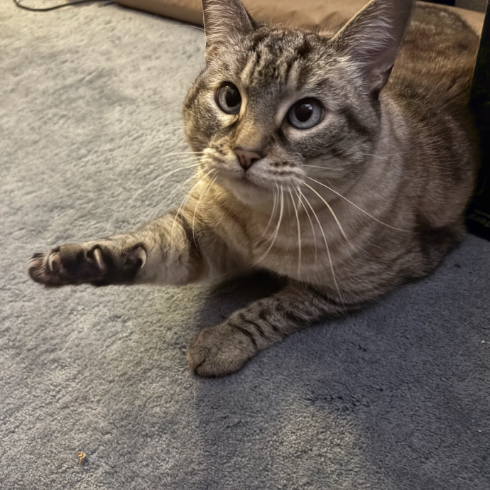 The Cat's Meow - Experienced Cat Caretaker photo 3