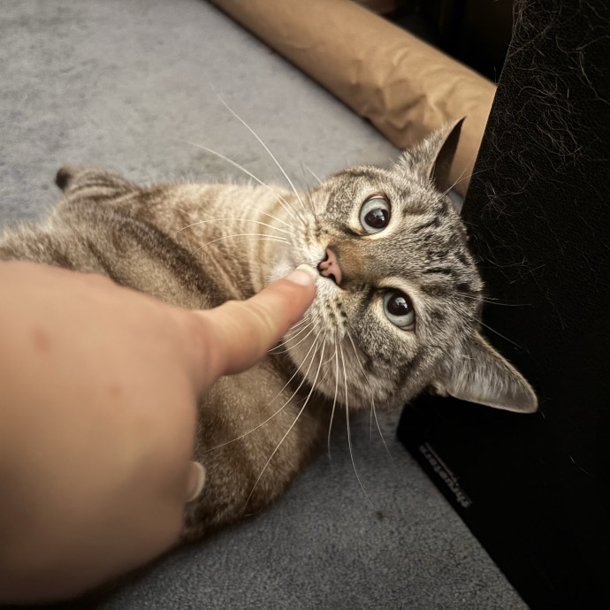 The Cat's Meow - Experienced Cat Caretaker photo 2