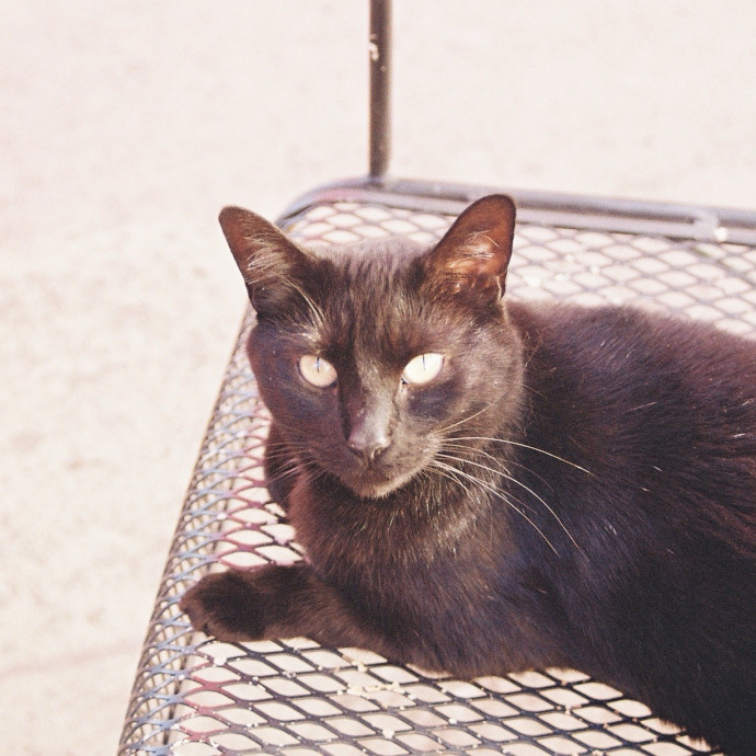 Huge Cat Lover And Long Time Sitter