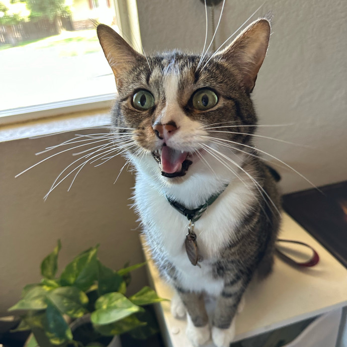 Huge Cat Lover And Long Time Sitter
