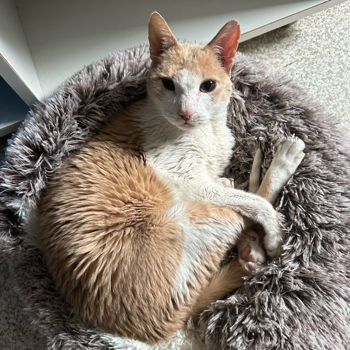 Huge Cat Lover And Long Time Sitter