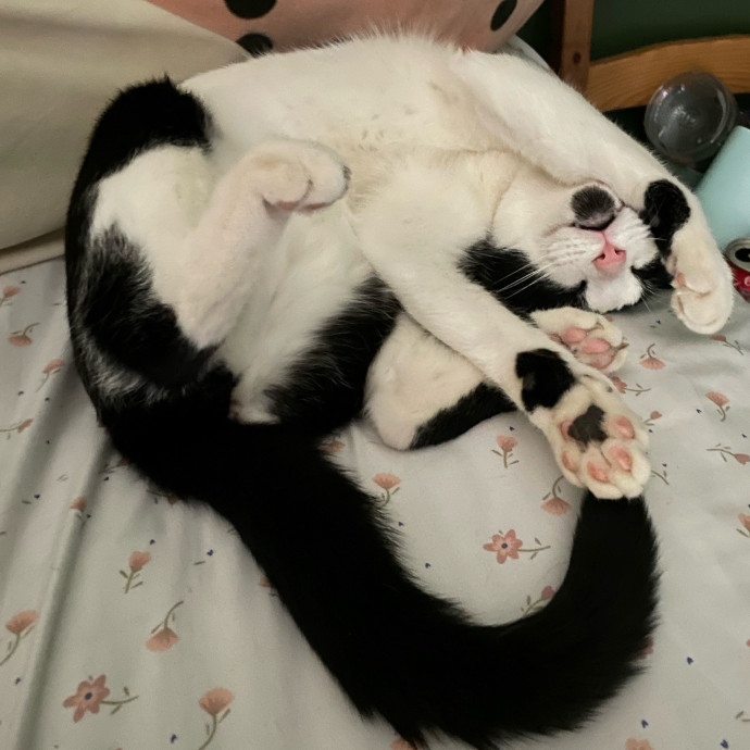 Huge Cat Lover And Long Time Sitter