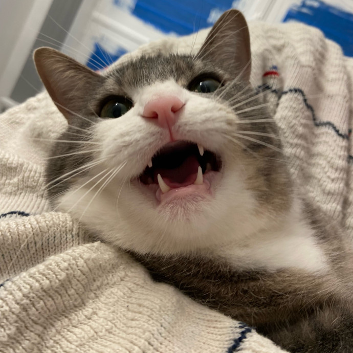 Huge Cat Lover And Long Time Sitter