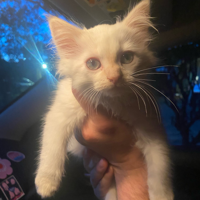 Huge Cat Lover And Long Time Sitter