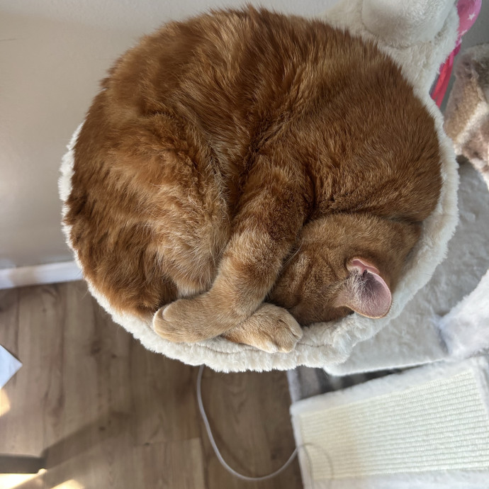 I Love Cats