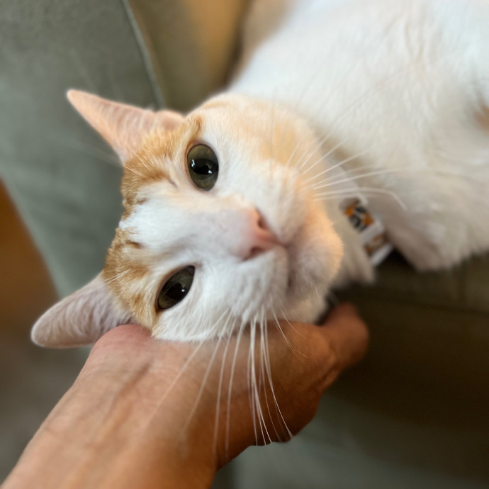 Your Paw-Fect Companion