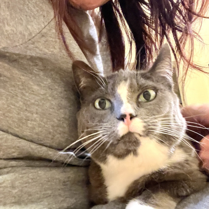 Your Paw-Fect Companion