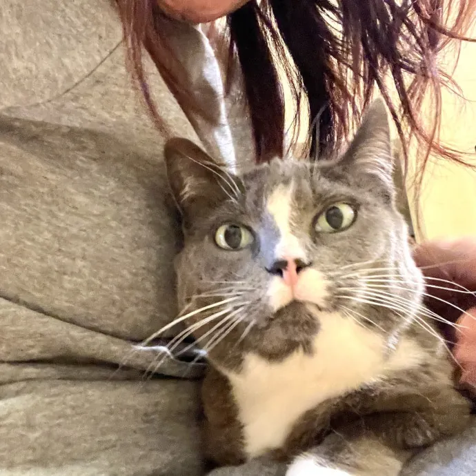Your Paw-Fect Companion