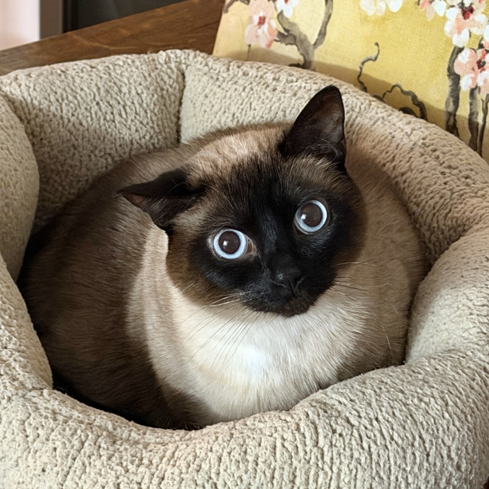 Your Paw-Fect Companion