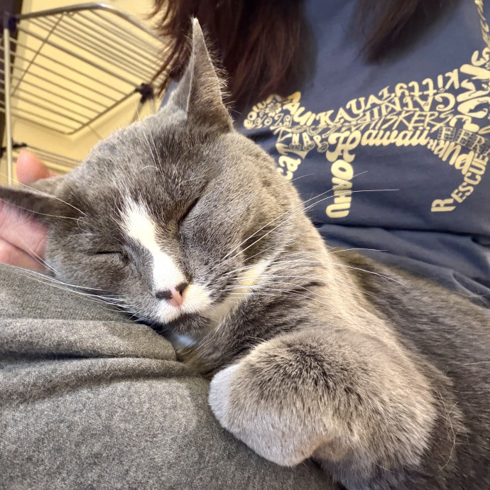 Your Paw-Fect Companion