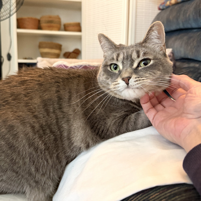 Your Paw-Fect Companion