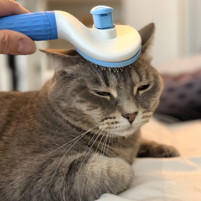 Your Paw-Fect Companion