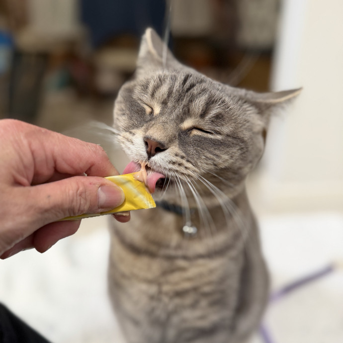 Your Paw-Fect Companion