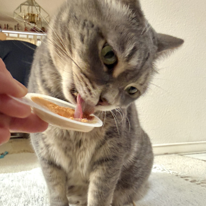 Your Paw-Fect Companion