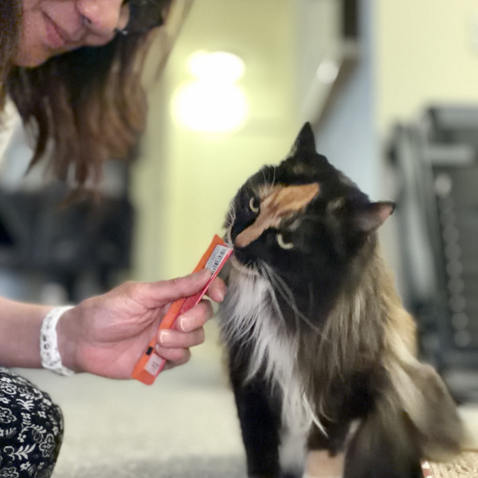Your Paw-Fect Companion