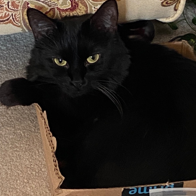 Calm Patient Cat Sitter photo 2