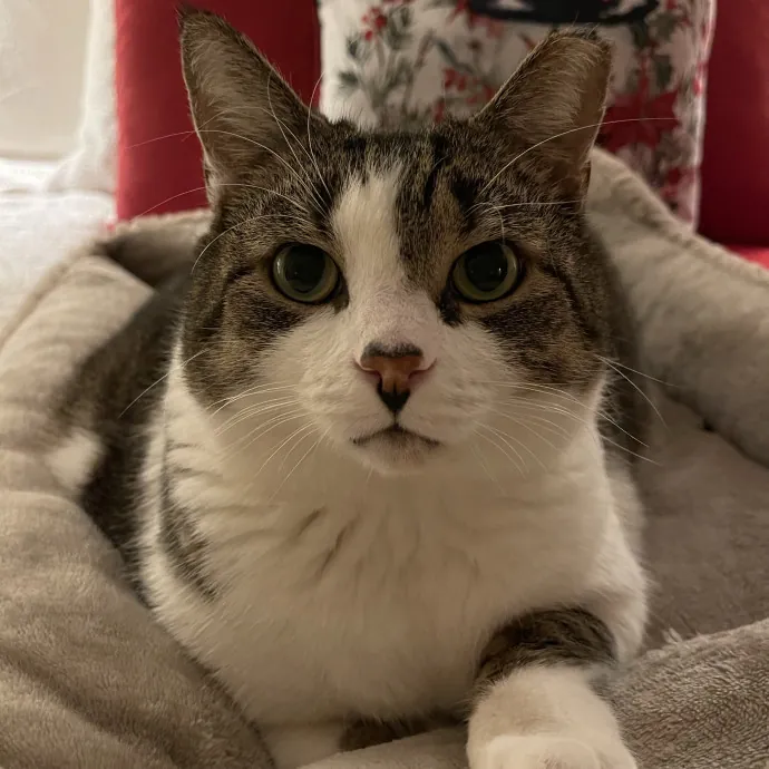 Your Kind And Trusted Cat Sitter