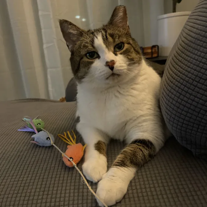 Your Kind And Trusted Cat Sitter