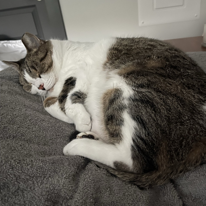 Your Kind And Trusted Cat Sitter