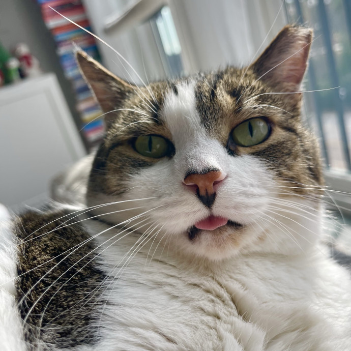 Your Kind And Trusted Cat Sitter
