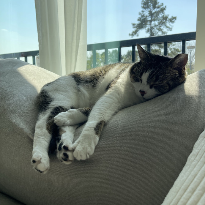 Your Kind And Trusted Cat Sitter