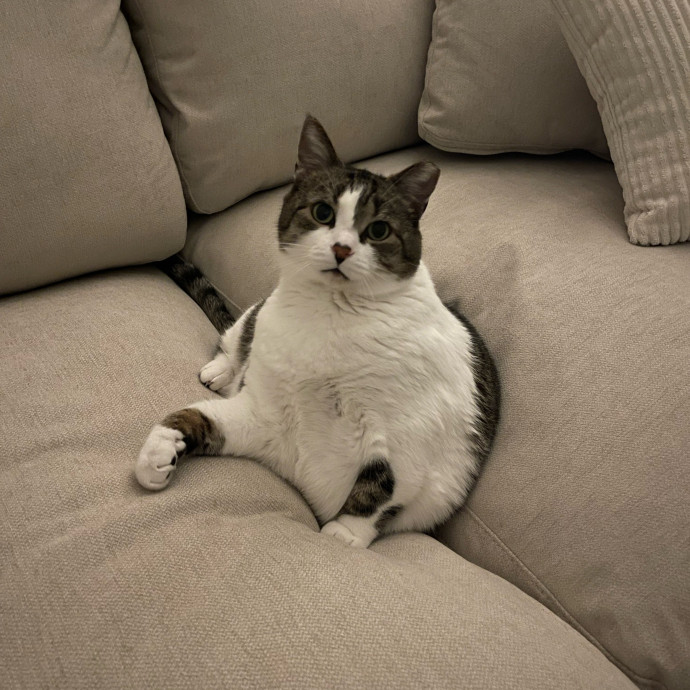 Your Kind And Trusted Cat Sitter