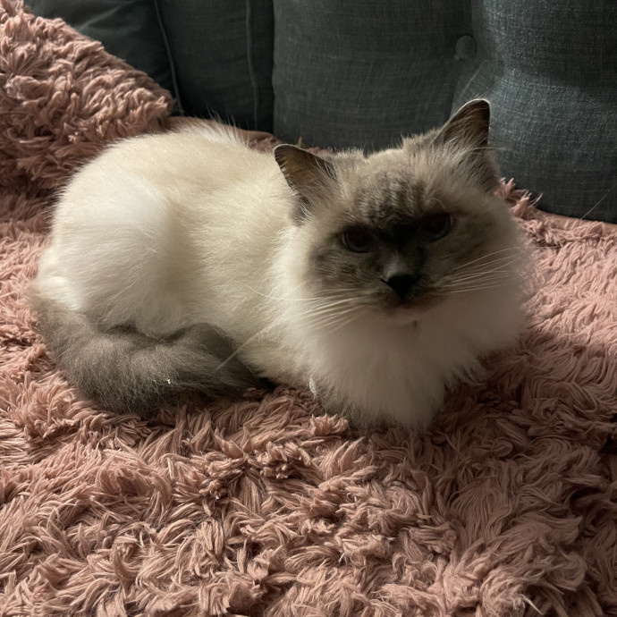 Your Kind And Trusted Cat Sitter