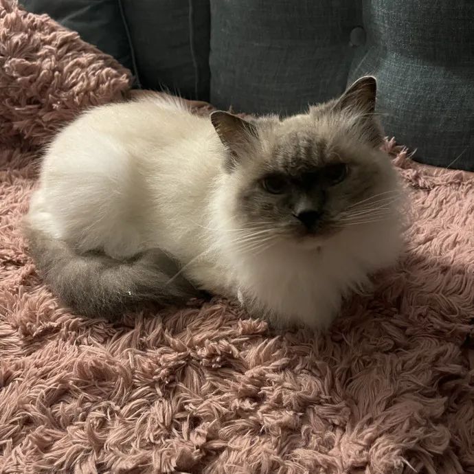 Your Kind And Trusted Cat Sitter