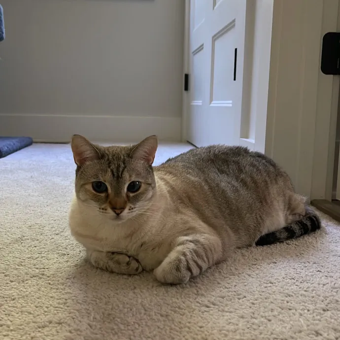 Your Kind And Trusted Cat Sitter