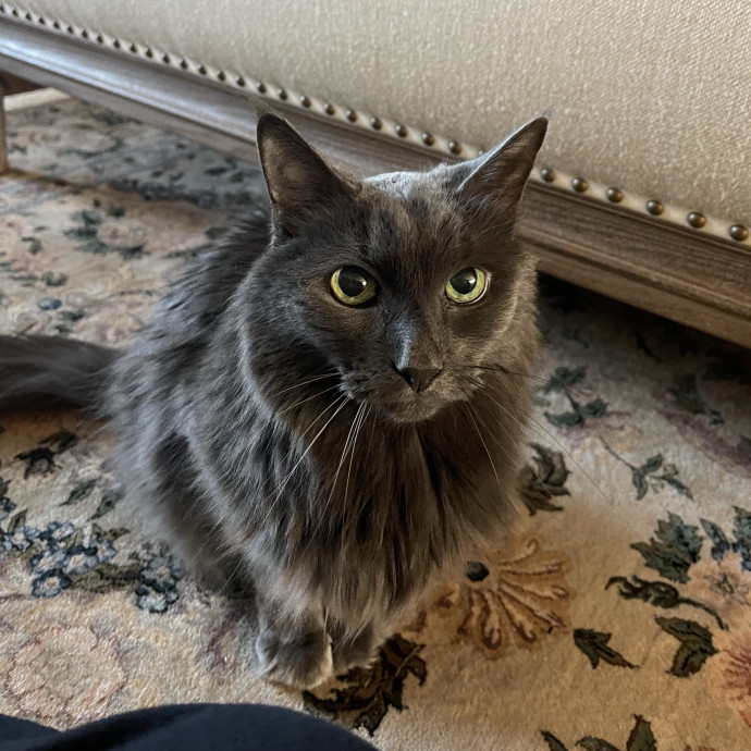 Your Kind And Trusted Cat Sitter