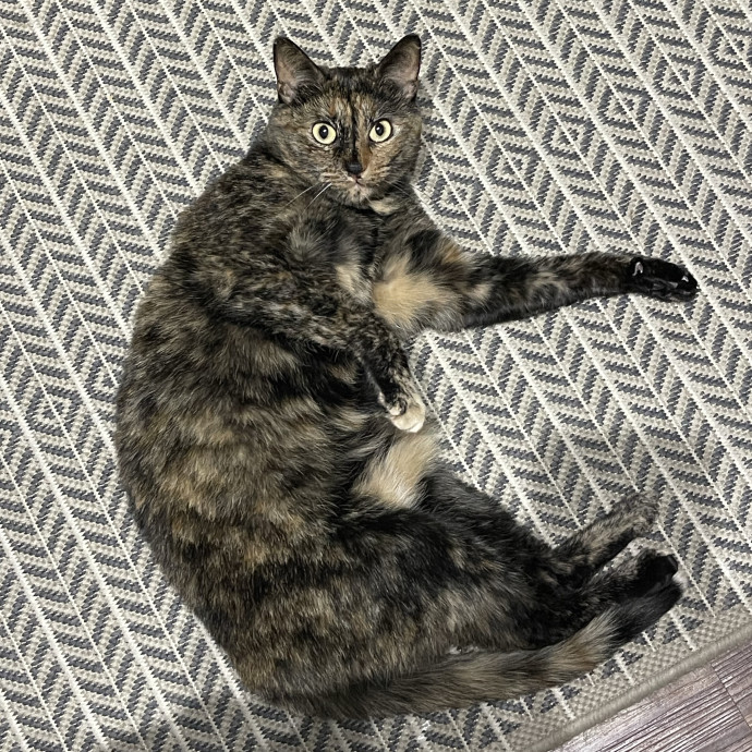 Your Kind And Trusted Cat Sitter