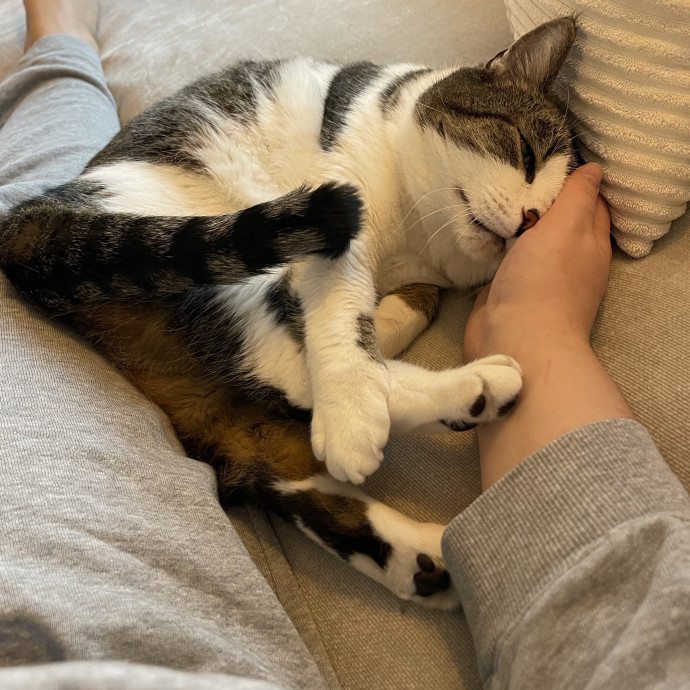 Your Kind And Trusted Cat Sitter