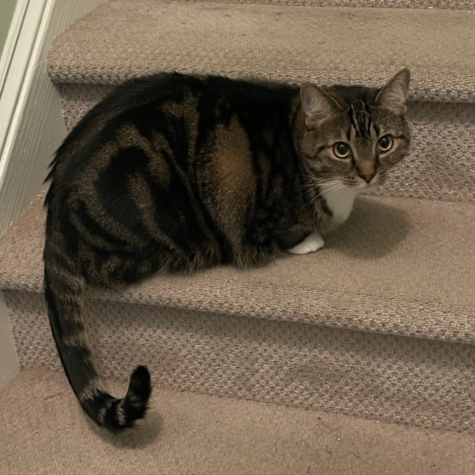 Your Kind And Trusted Cat Sitter