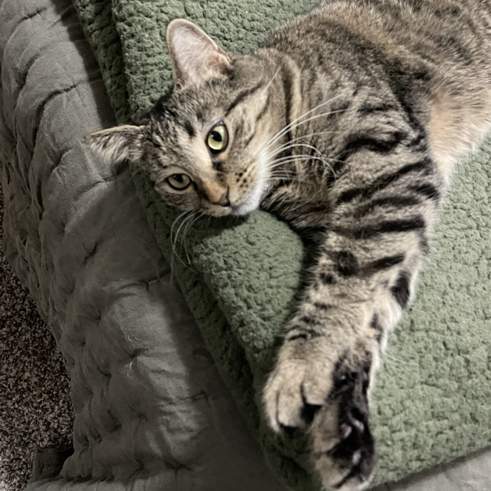 Your Kind And Trusted Cat Sitter